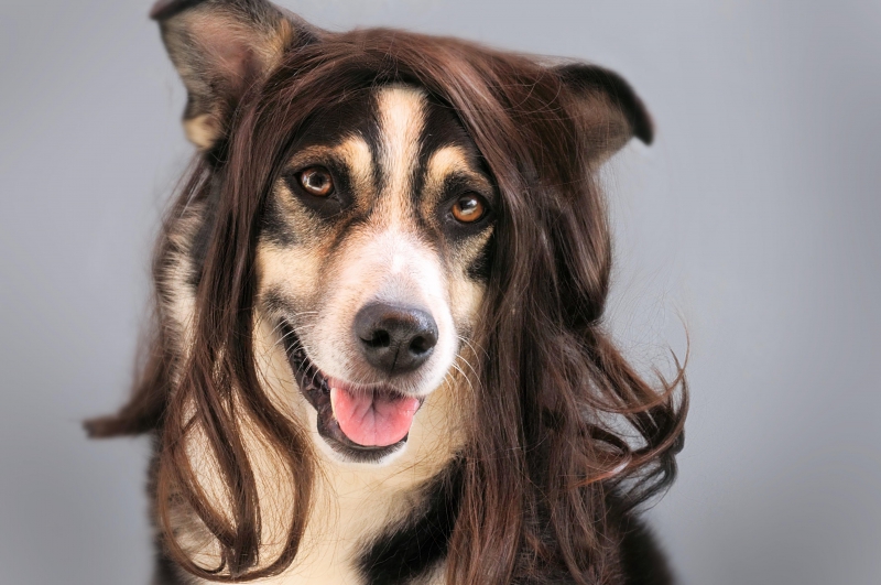 salon-coiffure-TRANS EN PROVENCE-min_dog-1776721